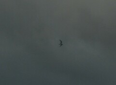 Thalasseus sandvicensis