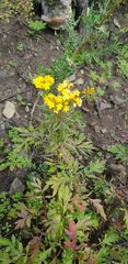 Patrinia rupestris
