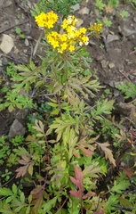 Patrinia rupestris