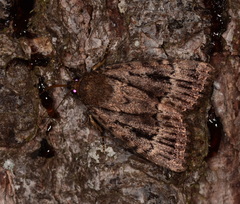 Amphipyra pyramidea