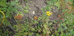 Patrinia rupestris