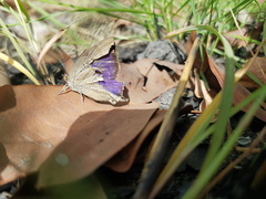 Arhopala