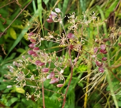 Sphallerocarpus gracilis