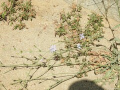Lactuca tenerrima