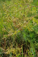 Sphallerocarpus gracilis