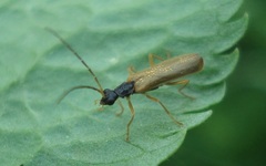 Rhagonycha lignosa