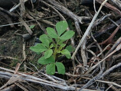 Cleome rutidosperma