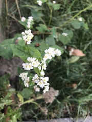 Fagopyrum esculentum