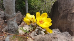 Cochlospermum gillivraei
