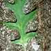 Quercus nuttallii - Photo (c) "<a href=""http://www.pwrc.usgs.gov/WLI/"">USDA NRCS Wetland Science Institute</a>.",  זכויות יוצרים חלקיות (CC BY-NC-SA)