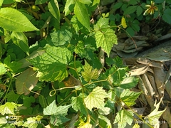 Ampelopsis