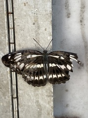 Limenitis sulpitia