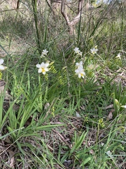 Freesia