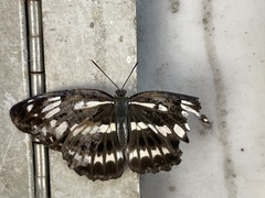 Limenitis sulpitia