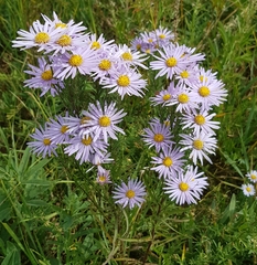 Galatella dahurica
