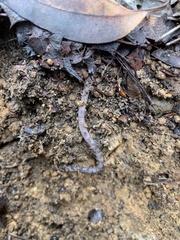 Lumbricus