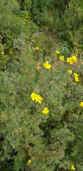 Dasiphora parvifolia