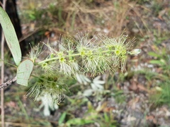 Melaleuca viridiflora