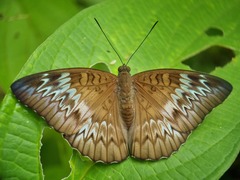 Euthalia monina monina