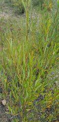 Salix rorida