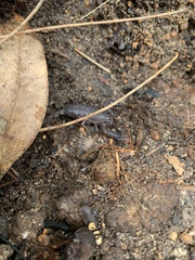 Urodacus planimanus