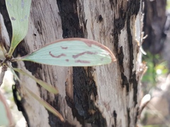 Melaleuca viridiflora