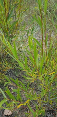 Salix rorida
