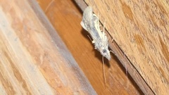 Dichomeris ligulella