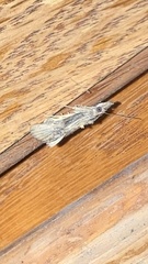 Dichomeris ligulella