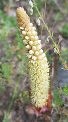 Orostachys malacophylla