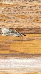 Dichomeris ligulella