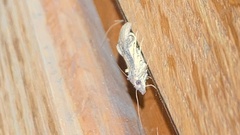 Dichomeris ligulella