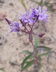 Lactuca sibirica