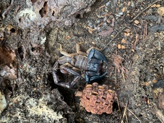 Urodacus planimanus