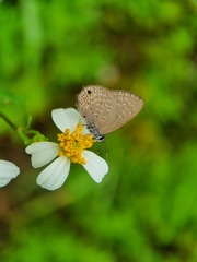 Anthene emolus goberus