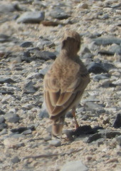 Ammomanes deserti