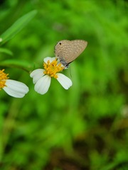 Anthene emolus goberus