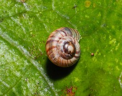 Punctoidea