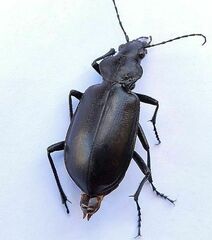 Calosoma peregrinator