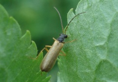Rhagonycha lignosa