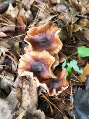 Armillaria