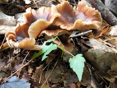 Armillaria