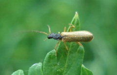 Rhagonycha lignosa