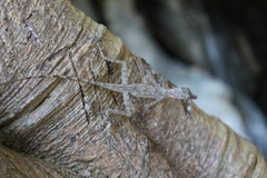 Anolis argenteolus