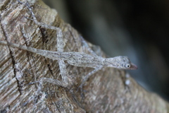 Anolis argenteolus