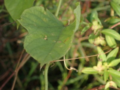 Passiflora vesicaria