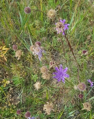 Scabiosa comosa