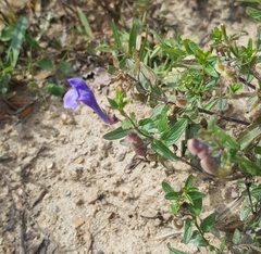 Scutellaria scordifolia