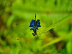 Rhyothemis triangularis