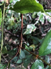 Celastrus subspicatus